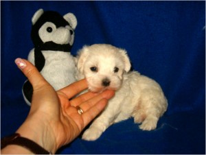 MALTESE boy, Adorable, SUPER FLUFFY &quot;Meet Blue&quot;, reserve him toda