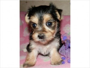 Morkie Puppies!!!