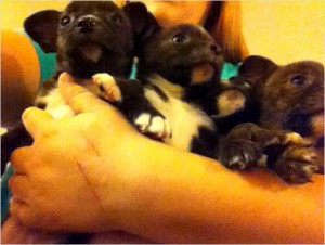 Chug puppies *tiny*