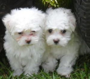 ******Lovely Toy Maltese Puppies**********