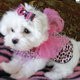 Teacup Maltese.