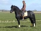Friesian geldingblacb horse available for caring homes for free adoption