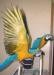 Tamed Pair of blue and gold macaw for sale