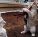 Fabulous Abyssinian Kittens For Lovely Homes