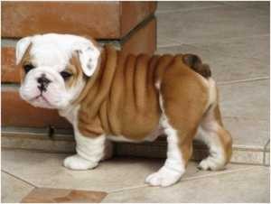 Healthy vet checked English bulldog puppies available for adoption