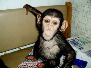 Cute Baby/Female Chimpanzee Monkey For Adoption