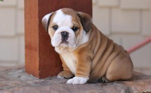 CUTE ENGLISH BULLDOG PUPPIES READY FOR ADOPTION