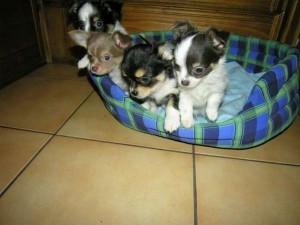 Quality Pure Breed Chihuahua Puppies Available