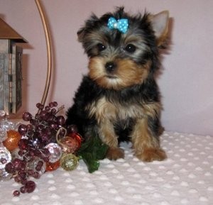 teacup yorkie puppies for adoption