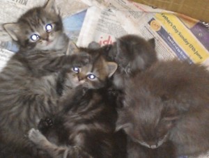 Adorable Ragdoll Kittens for adoption.