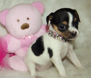 adorable Chihuahua Puppies