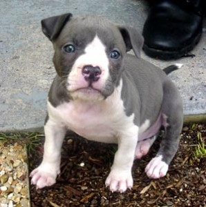 ADBA PIT BULL PUPPIES FOR ADOPTION