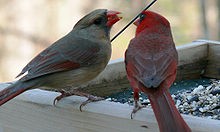 Female and male Northern Cardinal for sale.