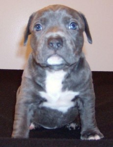 Pitbull Puppies UKC Registration Included