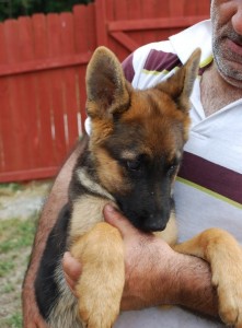 German Shepherd dog (puppies), 12 weeks old. Extremely beautiful girls and boys