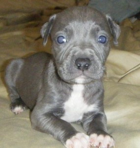 ADBA Registered Pitbull Puppies