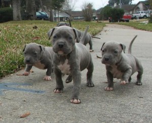 Blue PitBull Puppies!!! UKC Regestered