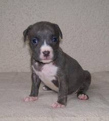 50%razors edge and 50%gotti blue nose pitbull puppies
