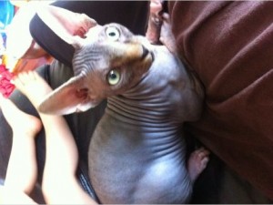 magnificent Male and Female  Hairless Sphynx ready now for rehoming (FREE ADOPTION )