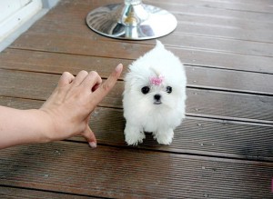 Male and Female Teacup Maltese Puppies Available for a caring and loving home.