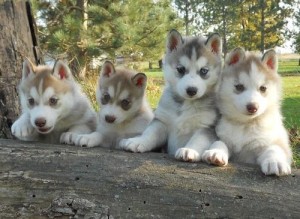 AKC Siberian Husky Puppies for re-homing.