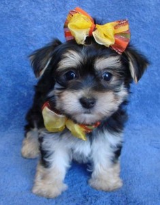 MINI YORKIE PUPPY FOR ADOPTION.