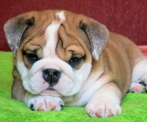 English bulldog puppies