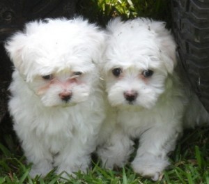 ***Toy,Tea Cup,Party Maltese Puppies***