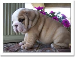 Male and Female English Bulldog Puppies