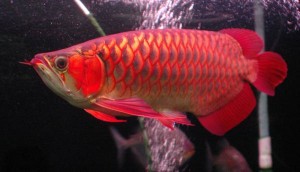 Super Red and Golden Asian Arowana