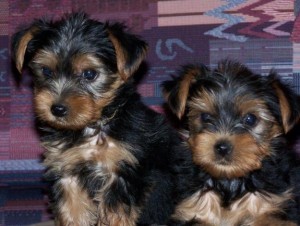 (FREE)Adorable Male and Female Yorkie Puppies For Adoption Into Good Homes Only