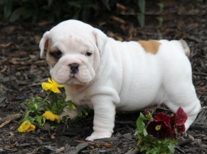 Regarding Bulldog Puppies for adoption