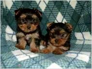 vaccinated tea cup Yorkie puppies for good home.