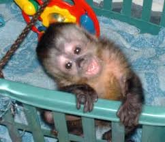 lovely capuchin monkey for sale for low price ok