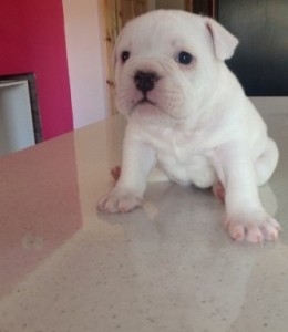 fantastic, fit &amp; healthy litter of English bull dogs avaliable for Re homing