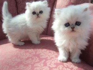 Two lovely White Persians for you.