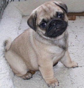 ADORABLE MALE AND FEMALE PUG PUPPIES FOR ADOPTION