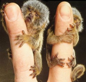 pygmy marmosets monkeys for homes.