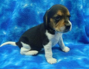male and female Beagle puppies