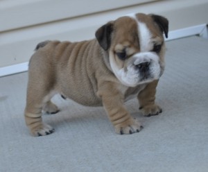 We have Adorable Male and female English Bulldog p