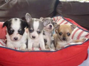 Stunning Chihuahua Puppy's