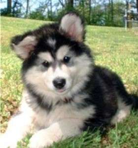 Alaskan Malamute puppies ready now.