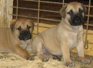 Bullmastiff Pups For Sale