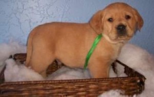 LABRADOR PUPPIES FOR SALE