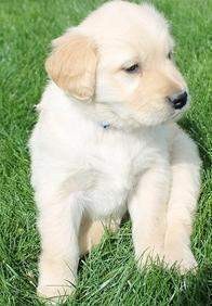 lovely golden retriever puppies for adoption