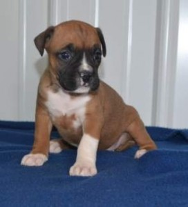 available male and female boxer puppies looking for new homes