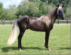 Strong and Energetic Friesian Horses for Free Adoption. !!!