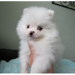 Adorable and very playfull pomeranian puppy for adoption