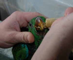 PLAYFUL BEAUTIFUL TALKING PARROTS