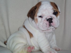 three beautiful English bulldog puppies